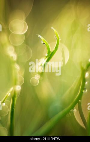 Pinus sylvestris - Schotten Kiefernkeimling mit Wassertropfen Stockfoto