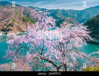 Sobald der Kirschblütenbaum seine Blüten verliert, wird der Rest des Laubs an den umliegenden Berghängen in lebendigen Farben von g lebendig Stockfoto