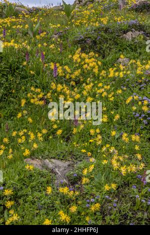 Alpine Niere Vetch, Anthyllis Vulneraria ssp alpestris in Blüte im alpinen Grasland, Berner Oberland, Schweizer Alpen. Stockfoto