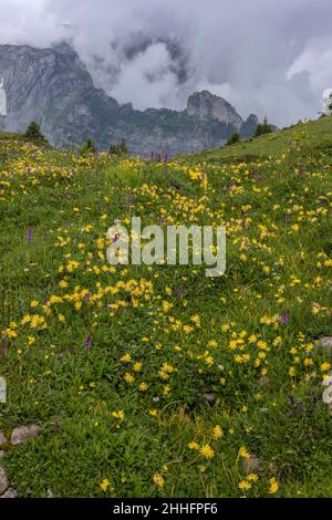 Alpine Niere Vetch, Anthyllis Vulneraria ssp alpestris in Blüte im alpinen Grasland, Berner Oberland, Schweizer Alpen. Stockfoto