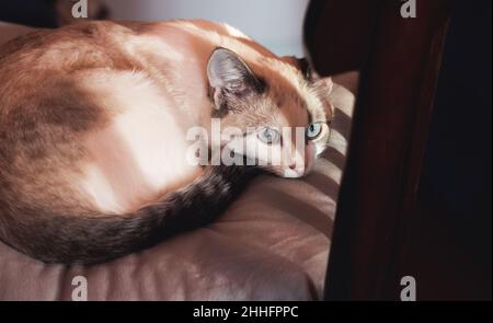 Katze liegt im Schatten eines Stuhls und wartet auf den Besitzer Stockfoto