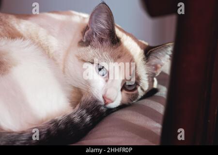 Katze auf dem Kissen wartet auf den Besitzer Stockfoto