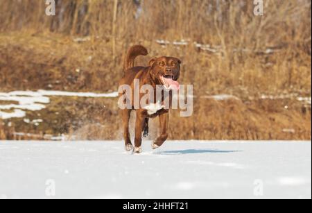 Fröhlicher Hund mit Zunge läuft durch den Schnee Stockfoto