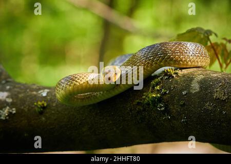 Aesculapeische Schlange (Zamenis longissimus) Wildlife scene from nature. Tier in der Natur Lebensraum. Aesculapean Schlange auf einem Baum. Schlange auf dem Ast. Stockfoto