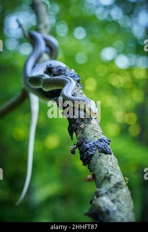 Aesculapeische Schlange (Zamenis longissimus) Wildlife scene from nature. Tier in der Natur Lebensraum. Aesculapean Schlange auf einem Baum. Schlange auf dem Ast. Stockfoto