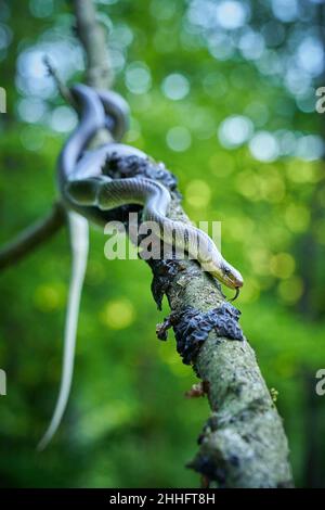 Aesculapeische Schlange (Zamenis longissimus) Wildlife scene from nature. Tier in der Natur Lebensraum. Aesculapean Schlange auf einem Baum. Schlange auf dem Ast. Stockfoto