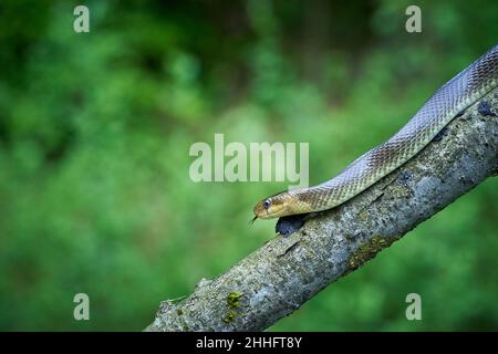 Aesculapeische Schlange (Zamenis longissimus) Wildlife scene from nature. Tier in der Natur Lebensraum. Aesculapean Schlange auf einem Baum. Schlange auf dem Ast. Stockfoto