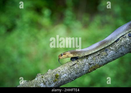 Aesculapeische Schlange (Zamenis longissimus) Wildlife scene from nature. Tier in der Natur Lebensraum. Aesculapean Schlange auf einem Baum. Schlange auf dem Ast. Stockfoto