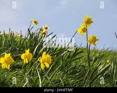 Gelbe Narzissen in voller Blüte, hinterleuchtet vor einem hellblauen englischen Himmel im Frühling. Fotografiert in Oxford, England Stockfoto