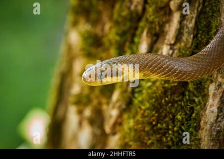 Aesculapeische Schlange (Zamenis longissimus) Wildlife scene from nature. Tier in der Natur Lebensraum. Aesculapean Schlange auf einem Baum. Schlange auf dem Ast. Stockfoto