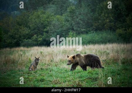 Wildlife-Szene aus der polnischen Natur. Gefährliches Tier in der Natur Wald und Wiese Lebensraum. Braunbär, Nahaufnahme Detail Porträt. Bär versteckt in gelb m Stockfoto