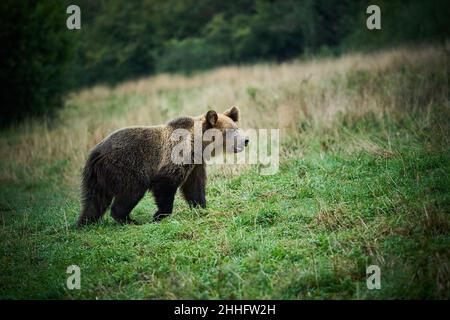 Wildlife-Szene aus der polnischen Natur. Gefährliches Tier in der Natur Wald und Wiese Lebensraum. Braunbär, Nahaufnahme Detail Porträt. Bär versteckt in gelb m Stockfoto