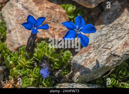 Kurzblättriger Gentian, Gentiana brachyphylla, blühend auf Geröll in den Alpen. Stockfoto