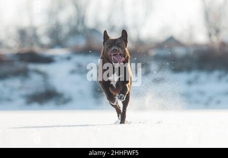 Der Hund läuft schnell auf dem Eis und hebt Schneestaub Stockfoto