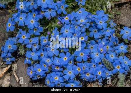 König der Alpen, Eritrichium nanum, blüht mit 3000m in den Schweizer Alpen. Stockfoto