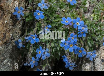 König der Alpen, Eritrichium nanum, blüht mit 3000m in den Schweizer Alpen. Stockfoto