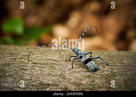 Rosalia longicorn (Rosalia alpina) während der Paarung. Blaukäfer. Sich paarende Insekten. Wildlife-Szene aus der wilden Natur. Stockfoto