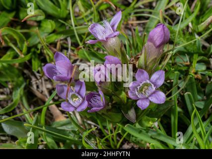 Deutscher Enzian, Gentianella germanica, blüht im Berggrasland, Schweizer Alpen. Stockfoto