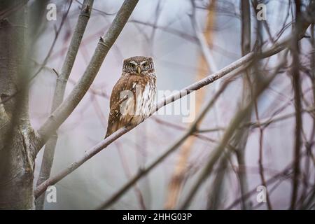 Zwergeule, sitzend auf einem Ast mit Winterwald Hintergrund. Schöner Vogel im Abenduntergang. Wildlife-Szene aus der wilden Natur. Stockfoto