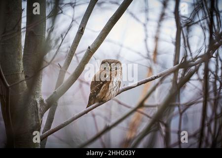 Zwergeule, sitzend auf einem Ast mit Winterwald Hintergrund. Schöner Vogel im Abenduntergang. Wildlife-Szene aus der wilden Natur. Stockfoto