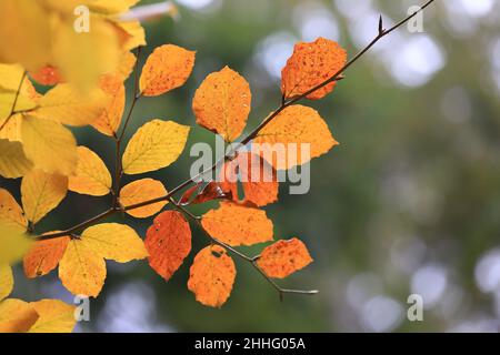 Abstrakter Herbstbaum-Zweig mit hellen Blättern Stockfoto