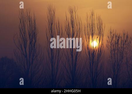 Silhouetten hoher Bäume vor dem Hintergrund der untergehenden Sonne und des untergehenden Himmels im Herbst Stockfoto