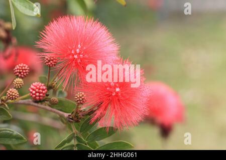 Wunderschöne Aussicht auf die blühenden Surinam Calliandra (Powder-Puff, Surinamese Stickpea) Blumen, Nahaufnahme von roten Blumen, die im Garten blühen Stockfoto