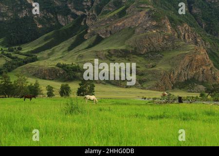 Zwei Pferde auf einer dichten Wiese vor dem Hintergrund des Abhangs eines riesigen felsigen Berges im Altai im Sommer Stockfoto