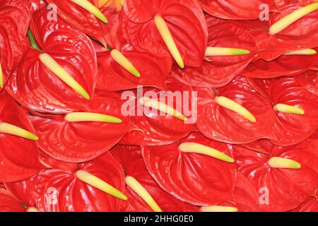 Wunderschöne Aussicht auf blühende Flamingo-Blumen (Anthurium, flammende Lilie, Malerpalette), viele rote Blumen, die im Garten blühen Stockfoto