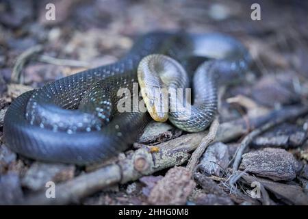 Aesculapeische Schlange (Zamenis longissimus) Wildlife scene from nature. Tier in der Natur Lebensraum. Aesculapean Schlange auf einem Baum. Schlange auf dem Ast. Stockfoto