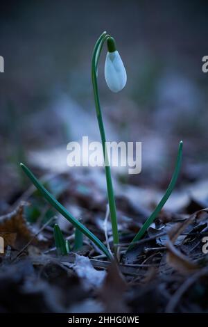 Schneeglöckchen (Galanthus nivalis) bei Sonnenuntergang. Weiße Blumen auf einer Wiese mit einem schönen Bokeh und der untergehenden Sonne im Hintergrund. Schneeglöckchen bei Sonnenaufgang. Stockfoto