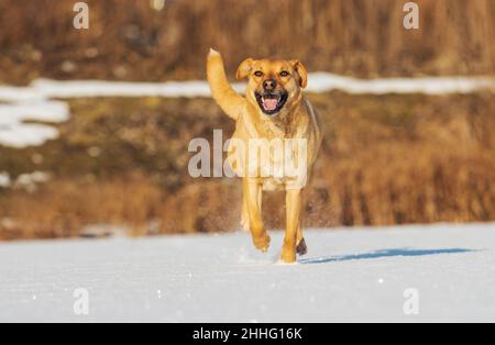 Lustiger Hund, der im Schnee läuft Stockfoto