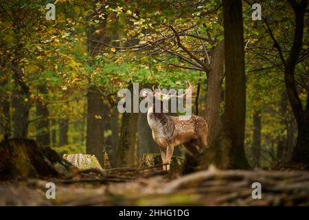 Hirsch während der Bruntzeit. Schönes Waldtier. Damhirsch beim Wandern im Wald. Dama Europäische Damhirsche braune Farbe wild Wiederkäuer Säugetier auf Pastur Stockfoto