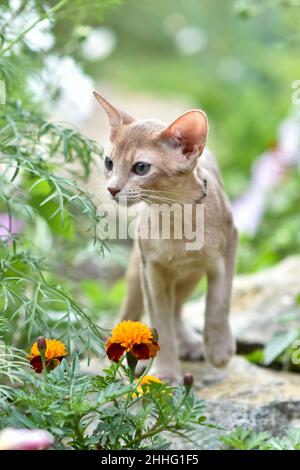 Die junge Abessinierkatze färbt Faun mit einer Leine, die um den Hof geht. Niedliche Katze im Geschirr auf dem Rasen sitzen. Haustiere zu Fuß im Freien, Abenteuer auf Th Stockfoto