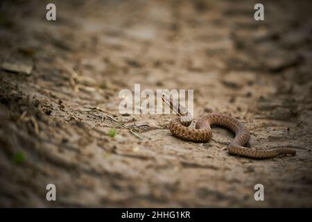 Gefährliches Tier in natürlichem Lebensraum. Die gemeine Ader (Vipera berus) auf dem Boden. Giftige Schlange Vipera berus auf einer unbefestigten Straße. Wildlife-Szene aus n Stockfoto
