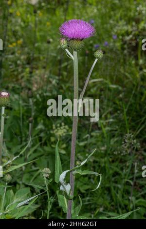 Melantmütige Distel, Cirsium heterophyllum, blühend im feuchten Grasland. Stockfoto