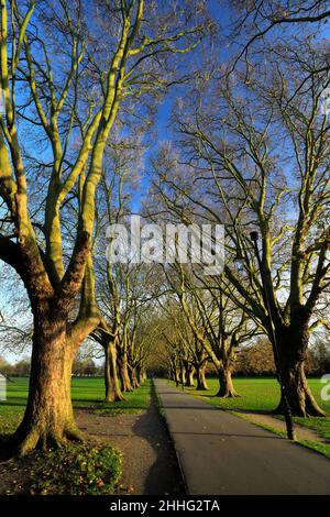 Die Baumallee entlang der Victoria Avenue auf Jesus Green, Cambridge City, Cambridgeshire, England, Großbritannien Stockfoto