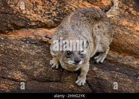 Common Rock Hyrax - Procavia capensis, Kleinsäuger aus afrikanischen Hügeln und Bergen, Tsavo East, Kenia. Stockfoto