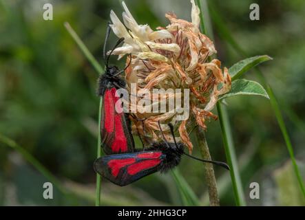 Paarweise transparente burnett-Motten, Zygaena puralis, auf Kleeblatt-Kopf. Stockfoto