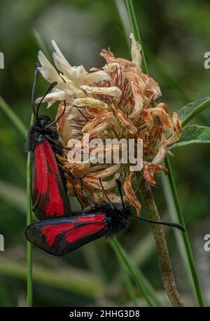 Paarweise transparente burnett-Motten, Zygaena puralis, auf Kleeblatt-Kopf. Stockfoto