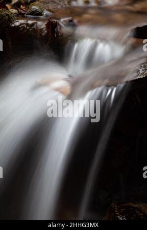 Vergiss mich nicht, Gänseblümchen, Wasser, Landschaft, Wald Stockfoto