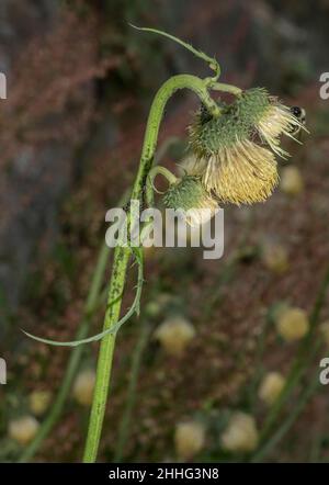 Gelber melanterischer Thistle, Cirsium erisithales in Blüte in den Schweizer Alpen. Stockfoto