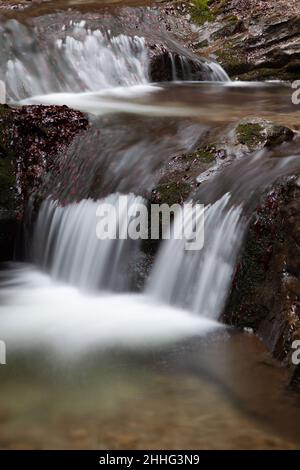 Vergiss mich nicht, Gänseblümchen, Wasser, Landschaft, Wald Stockfoto