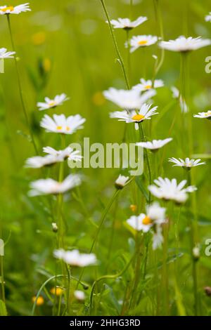 Vergiss mich nicht, Gänseblümchen, Wasser, Landschaft, Wald Stockfoto