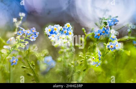 Vergiss mich nicht, Gänseblümchen, Wasser, Landschaft, Wald Stockfoto