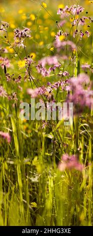 Vergiss mich nicht, Gänseblümchen, Wasser, Landschaft, Wald Stockfoto