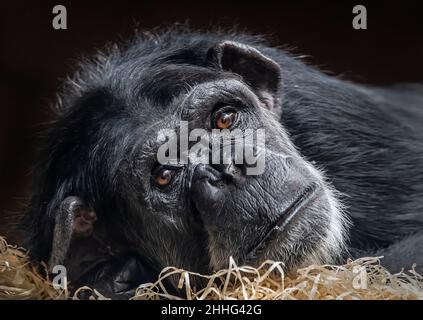 Schimpansen-Nahaufnahme Porträt Stockfoto