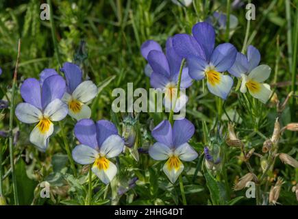 Wilder Stiefmütterchen, Viola tricolor, blüht in den Alpen. Stockfoto