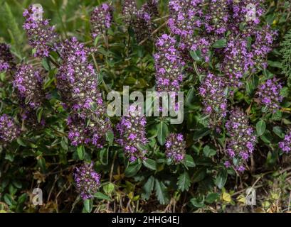 Großer Thymian, Thymus pulegioides, blühend auf steinigem Ufer. Stockfoto