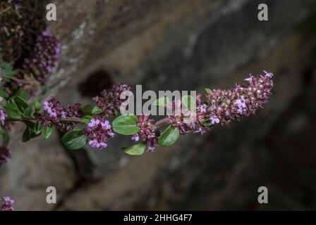 Großer Thymian, Thymus pulegioides, blühend auf steinigem Ufer. Stockfoto